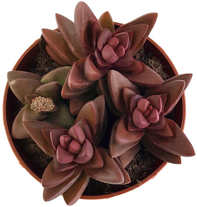 Crassula &quot;Benjamin&quot; red - Sukkulente