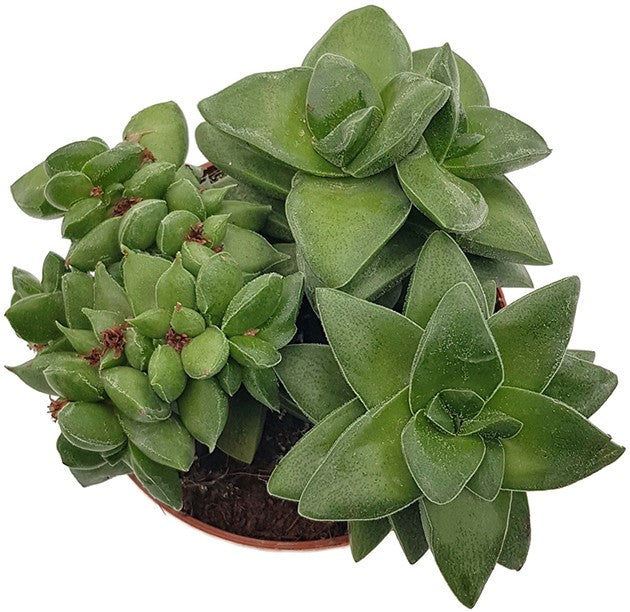 Crassula Springtime - Dickblatt