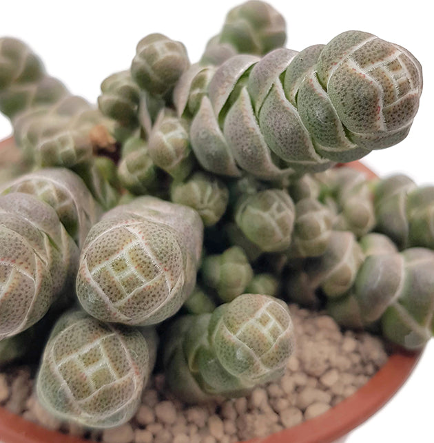 Crassula barklyi - exotisches Dickblatt