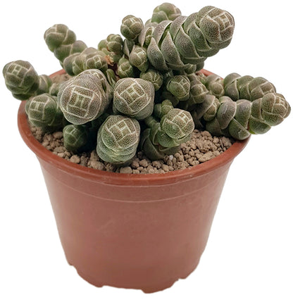 Crassula barklyi - exotisches Dickblatt