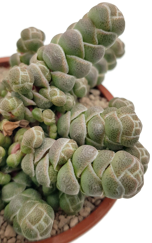 Crassula barklyi - exotisches Dickblatt