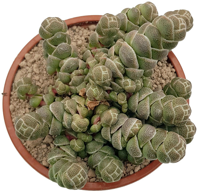 Crassula barklyi - exotisches Dickblatt