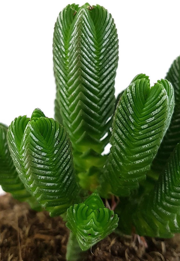 Crassula pyramidalis - dekoratives Dickblatt