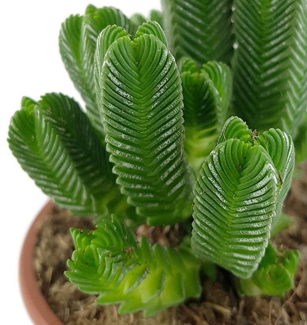 Crassula pyramidalis - dekoratives Dickblatt