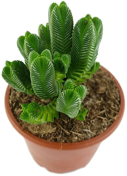 Crassula pyramidalis - dekoratives Dickblatt