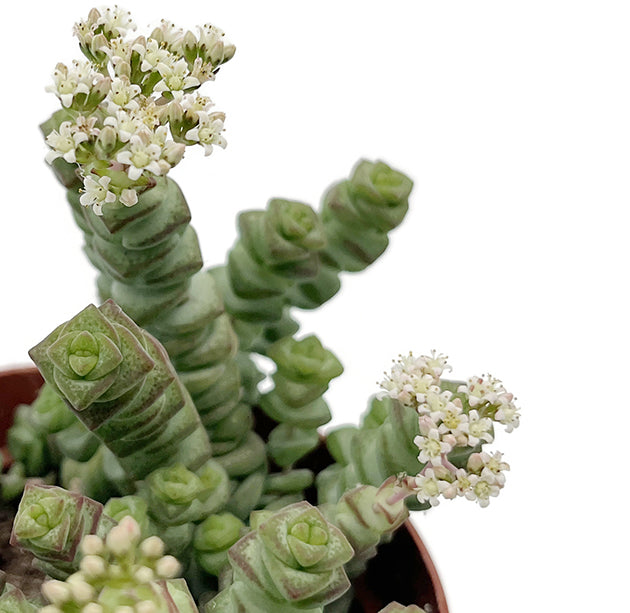 Crassula marnieriana &