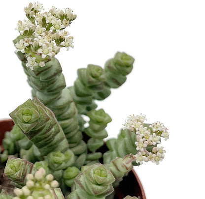 Crassula marnieriana &