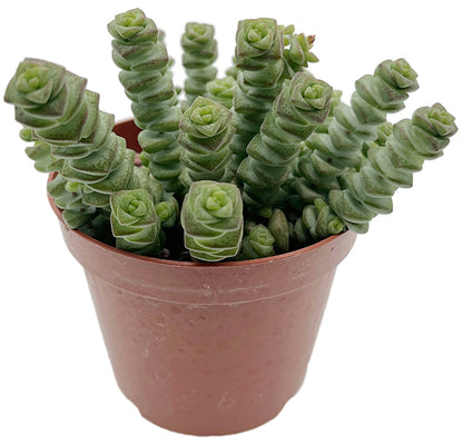 Crassula marnieriana &