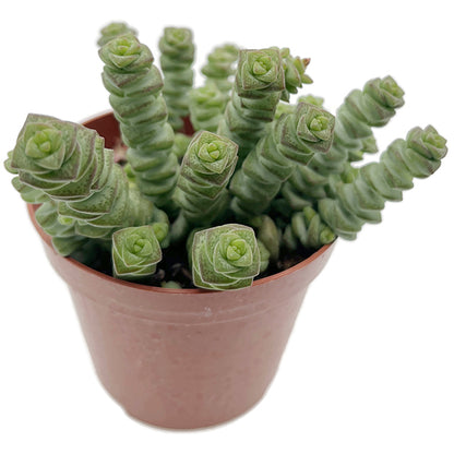 Crassula marnieriana &