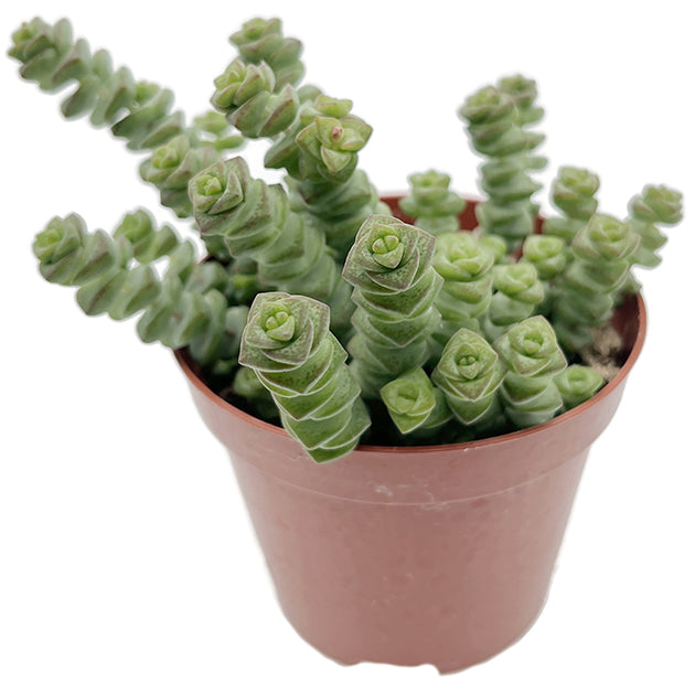 Crassula marnieriana &