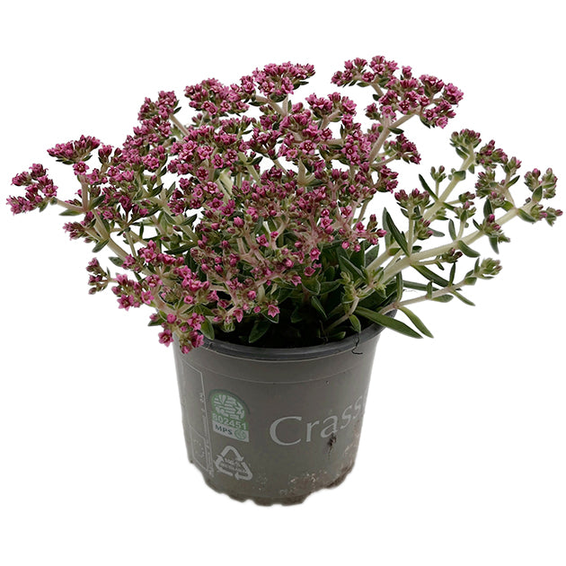 Crassula schmidtii &