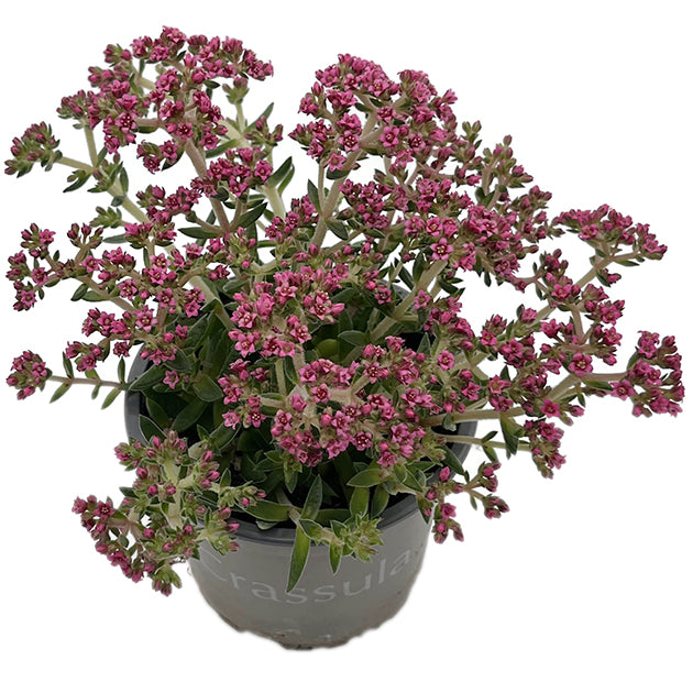 Crassula schmidtii &