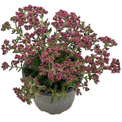 Crassula schmidtii &