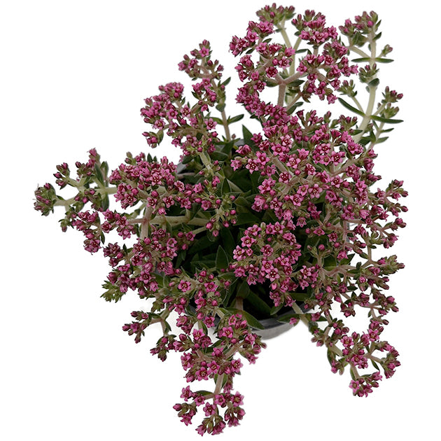Crassula schmidtii &