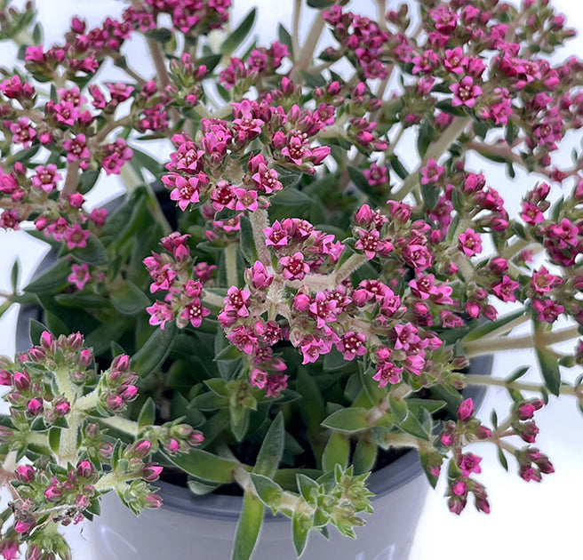 Crassula schmidtii &