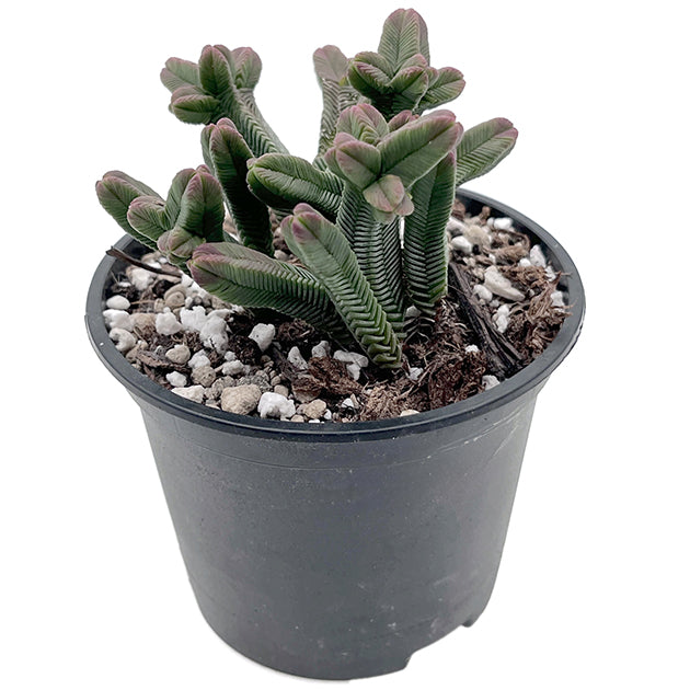 Crassula pyramidalis - dekoratives Dickblatt