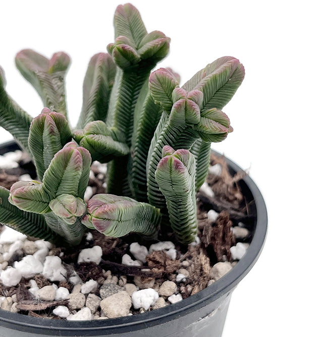 Crassula pyramidalis - dekoratives Dickblatt