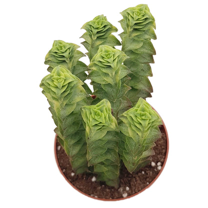 Crassula perforata Variegata - Sukkulente