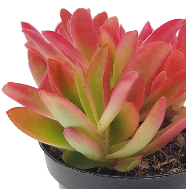 Crassula capitella "Campfire" - feuriges Dickblatt