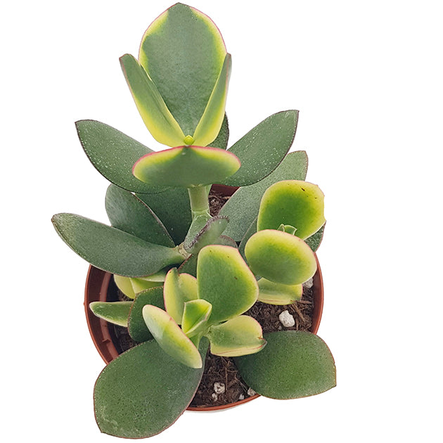 Crassula ovata "Jade" - grün weißes Dickblatt