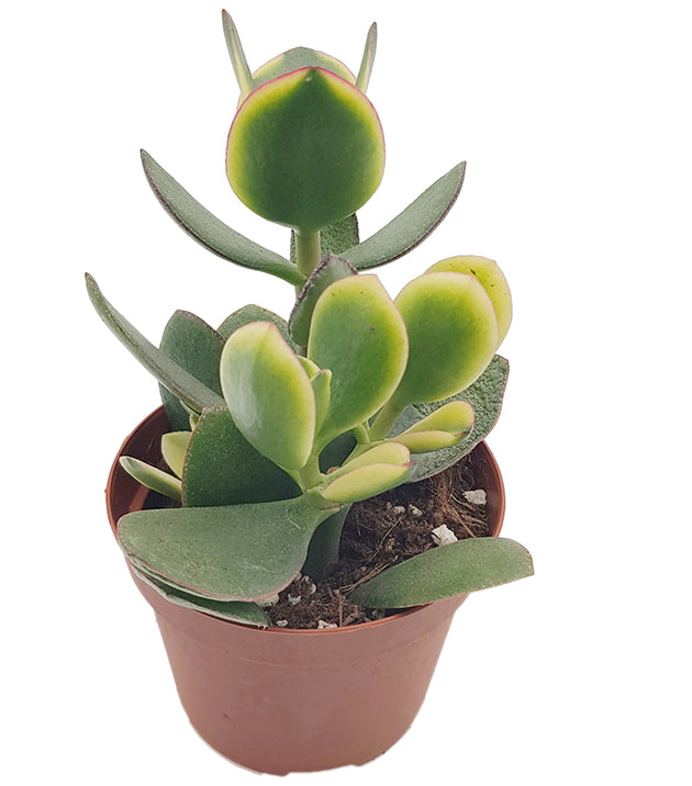 Crassula ovata "Jade" - grün weißes Dickblatt