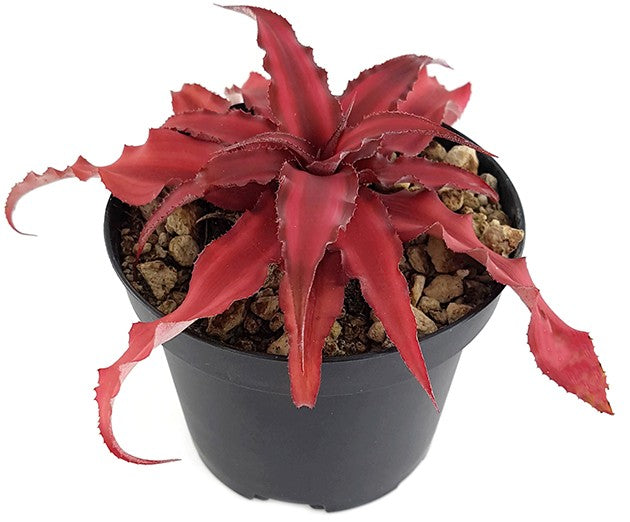 Cryptanthus bivittatus "Pink Star" - Versteckblüte