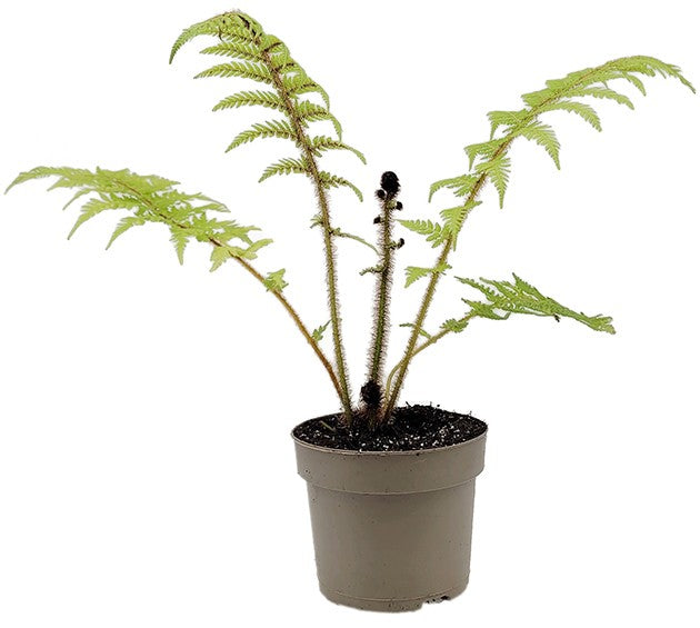 Cyathea australis - Australischer Baumfarn