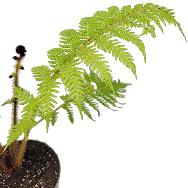 Cyathea australis - Australischer Baumfarn