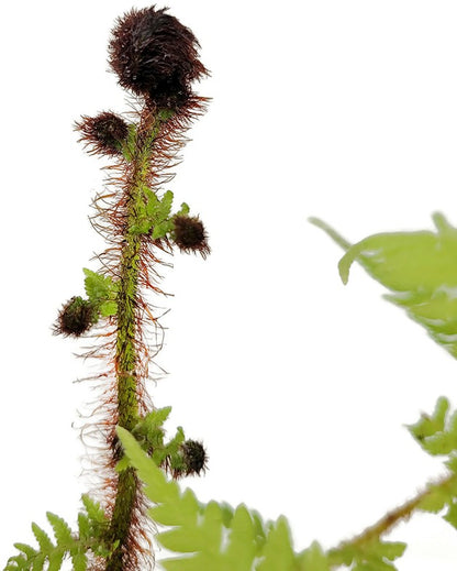 Cyathea australis - Australischer Baumfarn