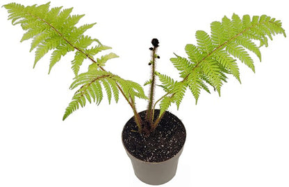 Cyathea australis - Australischer Baumfarn