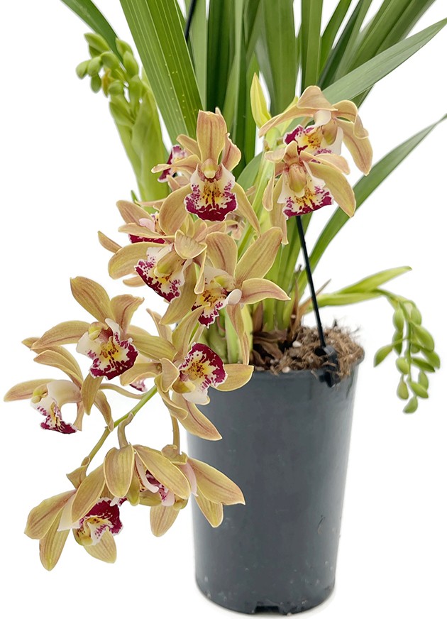 Cymbidium Cascade &quot;Argiro&quot; - Orchidee