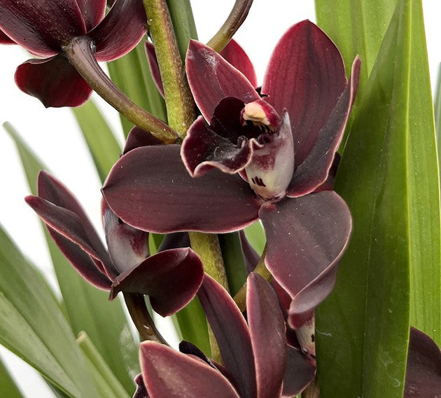 Cymbidium &quot;Black Jack&quot; - schwarze Kahnorchidee