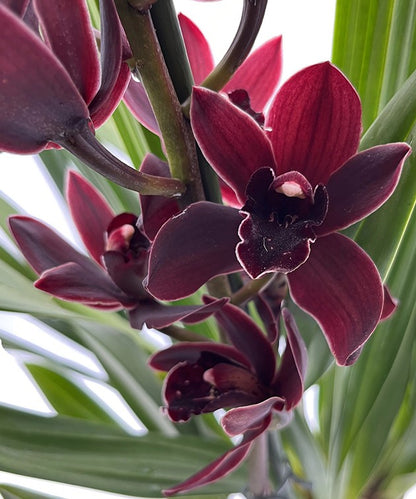 Cymbidium &quot;Black Jack&quot; - schwarze Kahnorchidee