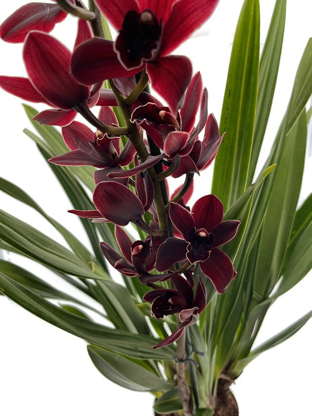 Cymbidium &quot;Black Jack&quot; - schwarze Kahnorchidee