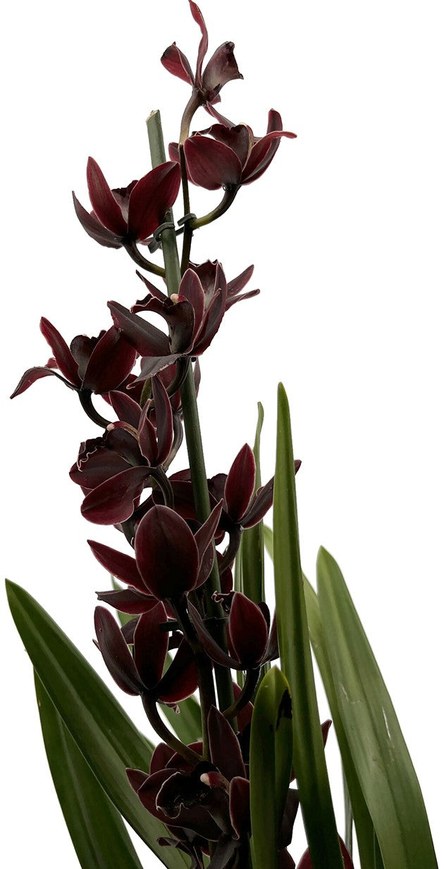 Cymbidium &quot;Black Jack&quot; - schwarze Kahnorchidee