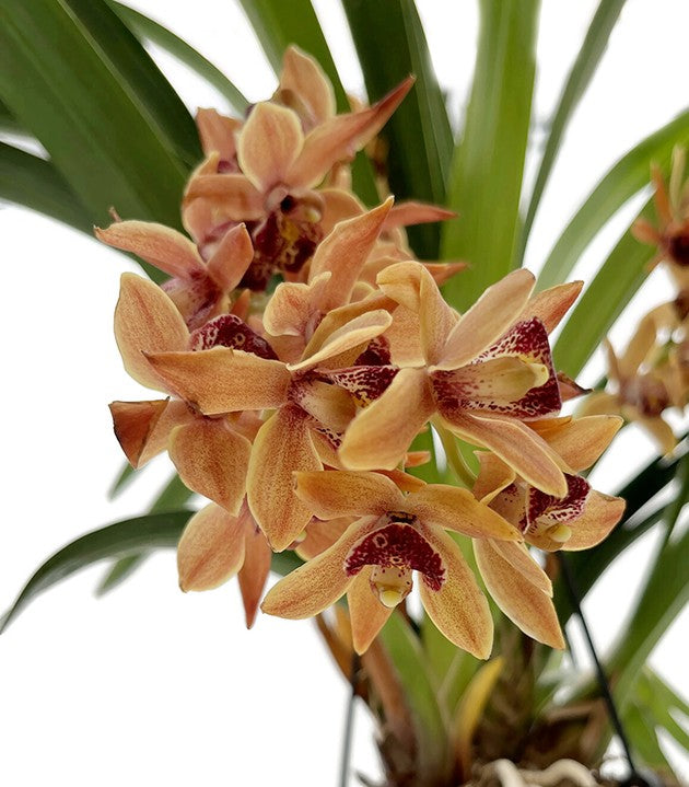 Cymbidium Cascade &quot;Amiya&quot; - Orchidee