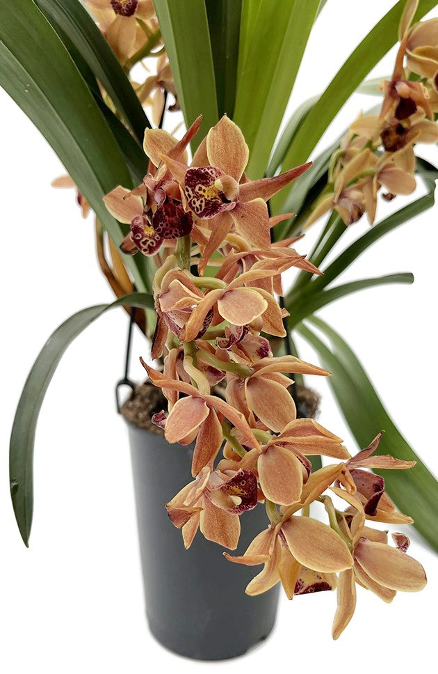 Cymbidium Cascade &quot;Amiya&quot; - Orchidee