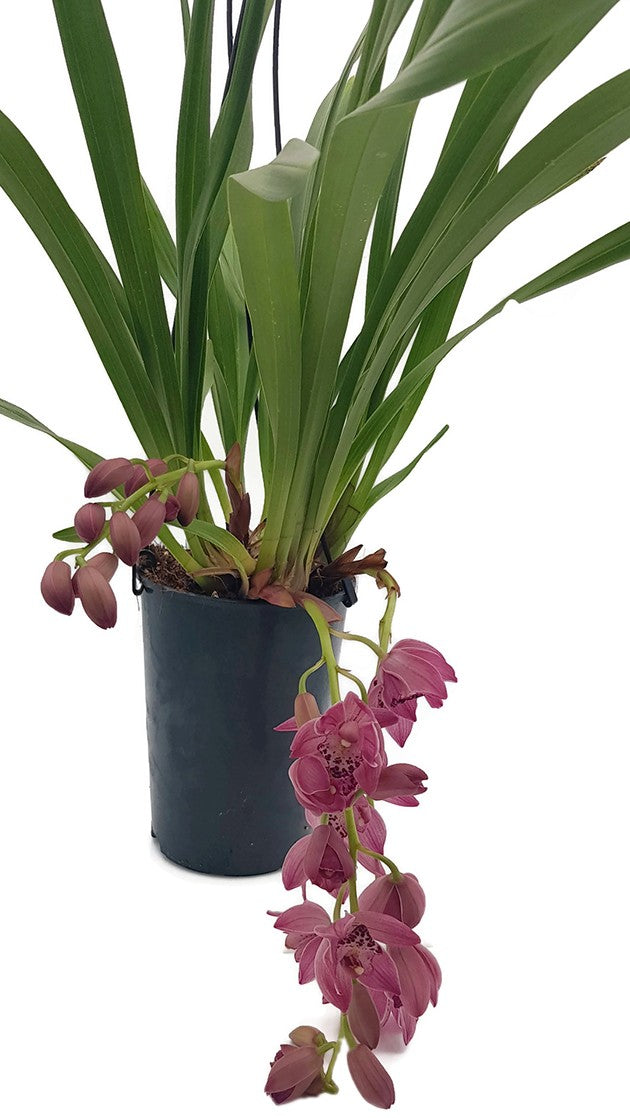 Cymbidium Cascade &quot;Anisa&quot; - Kahnorchidee