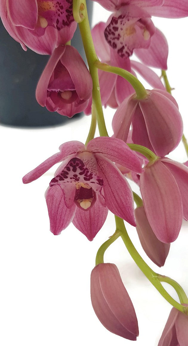 Cymbidium Cascade &quot;Anisa&quot; - Kahnorchidee