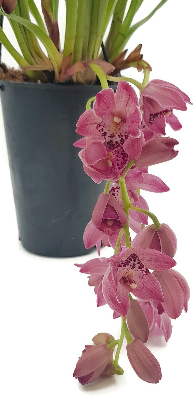 Cymbidium Cascade &quot;Anisa&quot; - Kahnorchidee