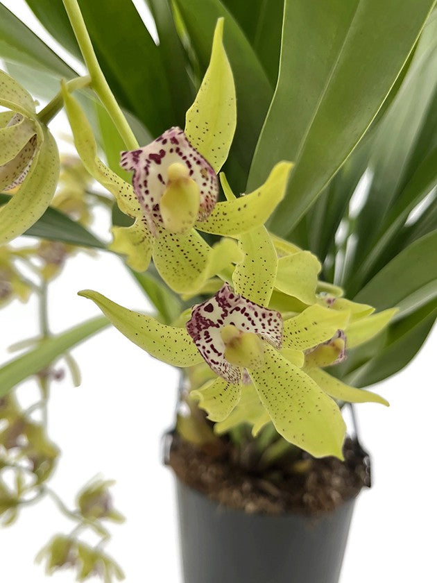 Cymbidium Cascade &quot;Cliff Hutchings&quot; - Orchidee