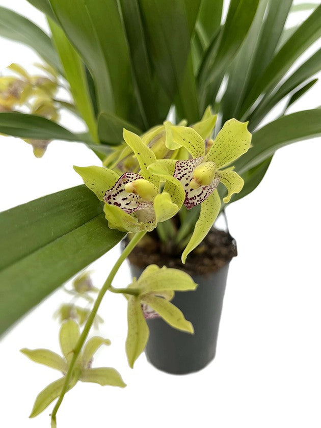 Cymbidium Cascade &quot;Cliff Hutchings&quot; - Orchidee