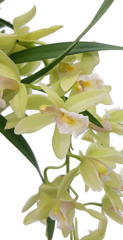 Cymbidium Cascade &quot;Jennifer&quot; - Kahnorchidee - SALE ohne Blüte