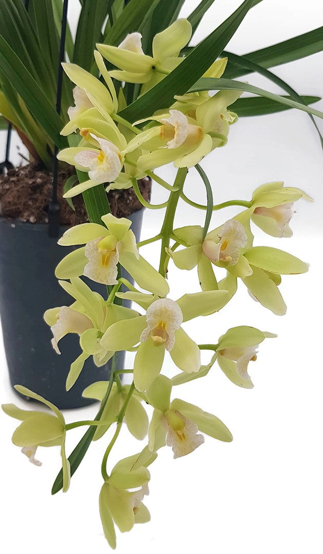 Cymbidium Cascade &quot;Jennifer&quot; - Kahnorchidee - SALE ohne Blüte