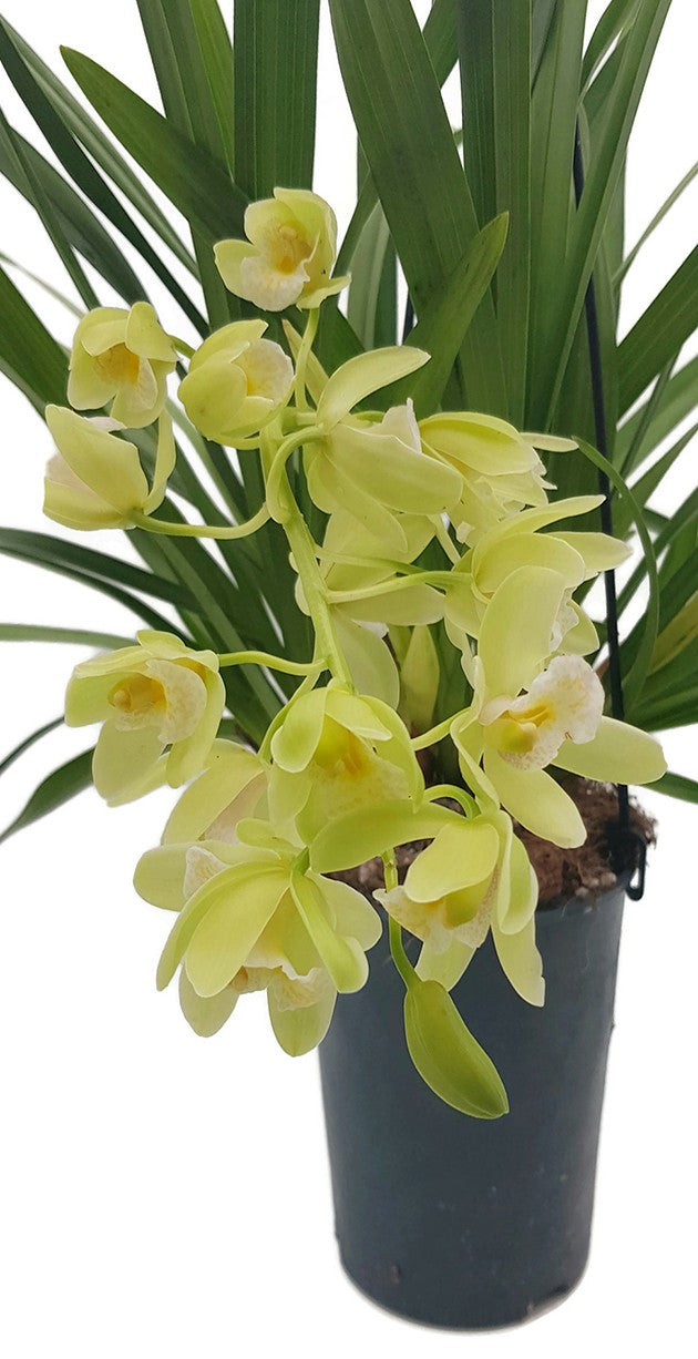 Cymbidium Cascade &quot;Jennifer&quot; - Kahnorchidee