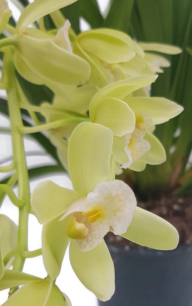 Cymbidium Cascade &quot;Jennifer&quot; - Kahnorchidee