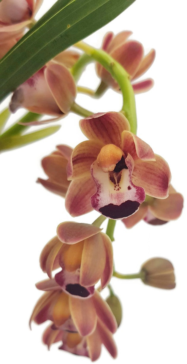 Cymbidium Cascade "Novia" - Kahnorchidee