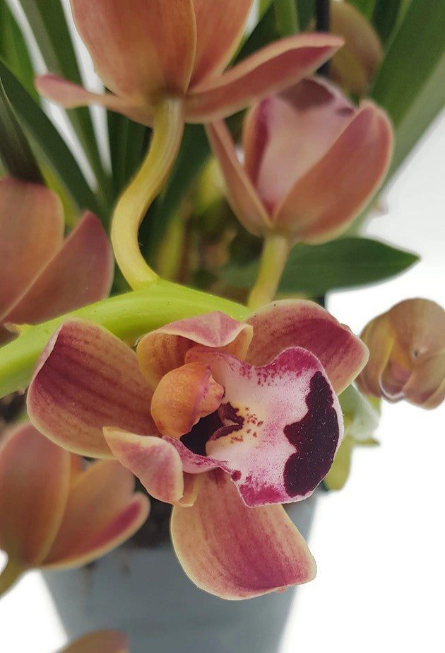 Cymbidium Cascade "Novia" - Kahnorchidee