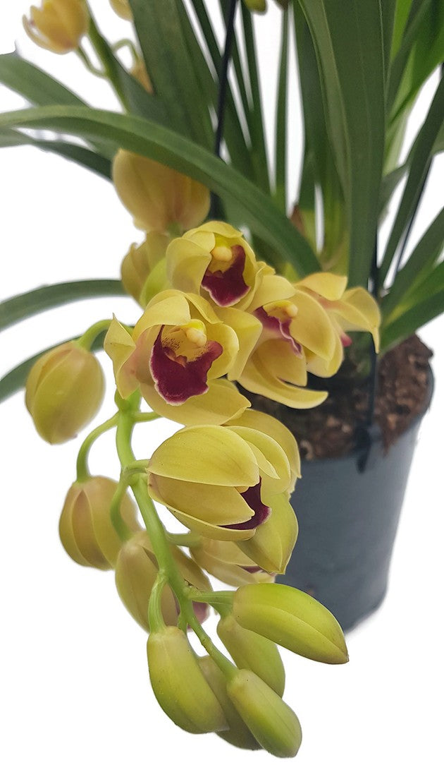 Cymbidium Cascade "Winn" - Kahnorchidee
