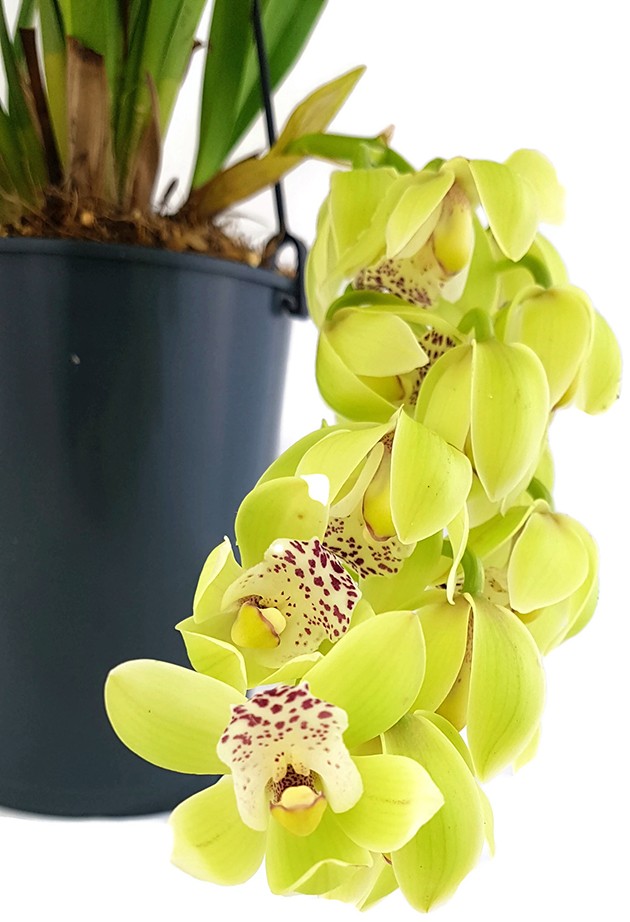 Cymbidium Cascade &quot;Harwin&quot; - Orchidee